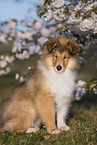 Collie puppy