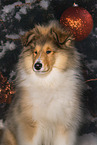 Collie puppy