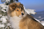Collie puppy