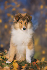 Collie puppy