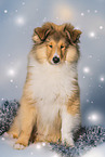 Collie puppy