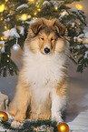 Collie puppy