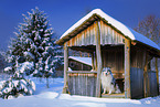 Long-haired collie in winter