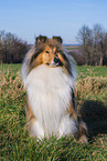 Long-haired collie
