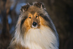 Long-haired collie