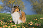 Long-haired collie