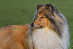 Long-haired collie
