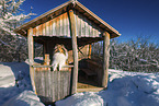 Long-haired collie in winter