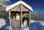 Long-haired collie in winter