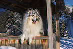 Long-haired collie in winter