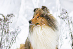 Long-haired collie in winter