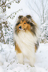 Long-haired collie in winter