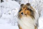 Long-haired collie in winter