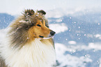 Long-haired collie in winter