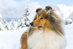 Long-haired collie in winter