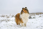 Long-haired collie in winter