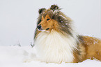 Long-haired collie in winter
