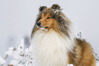Long-haired collie in winter