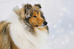 Long-haired collie in winter