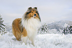 Long-haired collie in winter