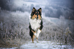 longhaired Collie