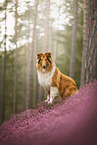 longhaired Collie