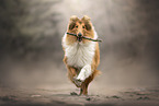 longhaired Collie