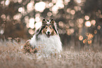 longhaired Collie