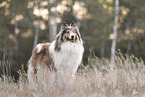longhaired Collie