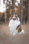longhaired Collie