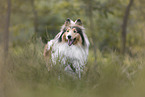 longhaired Collie