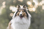 longhaired Collie