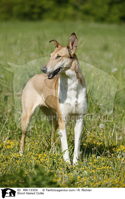 Short Haired Collie / RR-13354