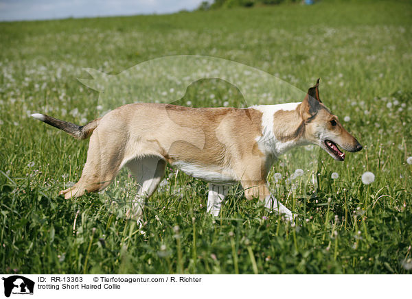 trotting Short Haired Collie / RR-13363