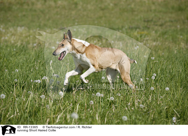 running Short Haired Collie / RR-13365