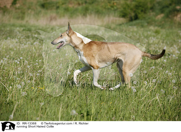 running Short Haired Collie / RR-13368