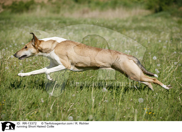 rennender Kurzhaarcollie / running Short Haired Collie / RR-13372