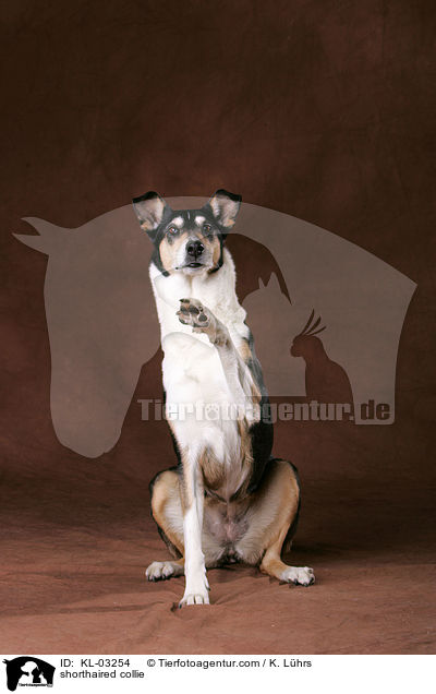 Kurzhaarcollie / shorthaired collie / KL-03254