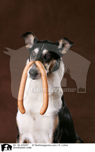 shorthaired collie / KL-03257
