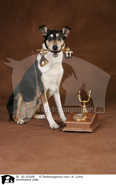 Kurzhaarcollie / shorthaired collie / KL-03266