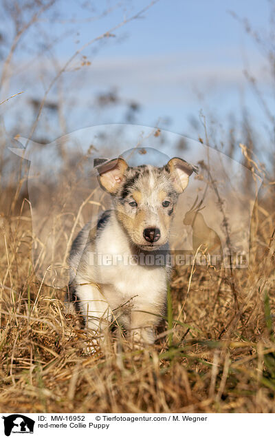 red-merle Kurzhaar Collie Welpe / red-merle Collie Puppy / MW-16952