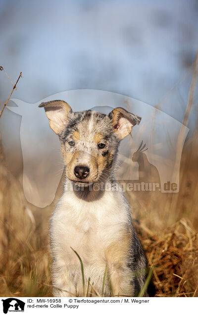red-merle Kurzhaar Collie Welpe / red-merle Collie Puppy / MW-16958