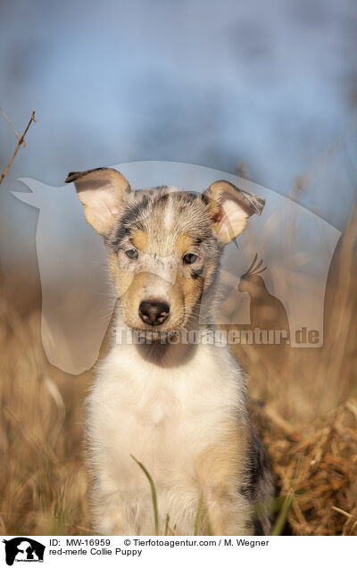 red-merle Kurzhaar Collie Welpe / red-merle Collie Puppy / MW-16959