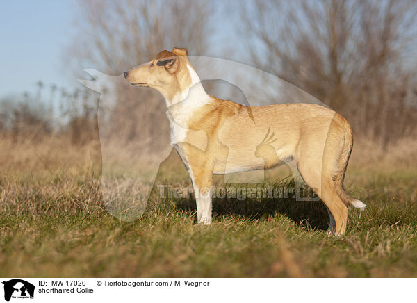 Kurzhaarcollie / shorthaired Collie / MW-17020