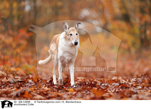 shorthaired Collie / KB-12686