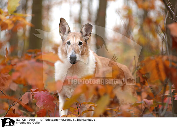 shorthaired Collie / KB-12688