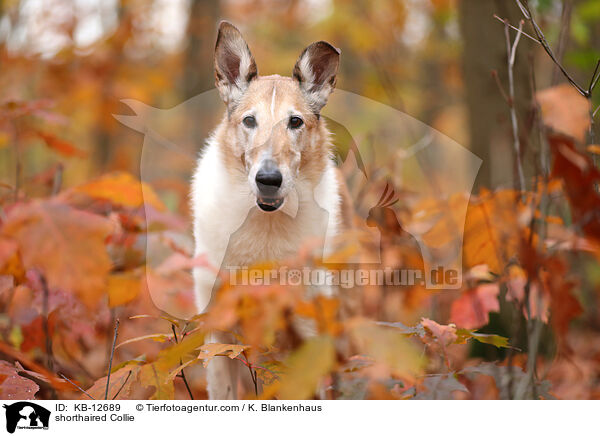 shorthaired Collie / KB-12689