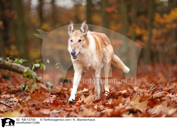 shorthaired Collie / KB-12700