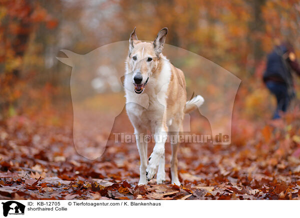 shorthaired Collie / KB-12705
