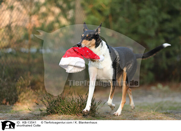 Kurzhaarcollie / shorthaired Collie / KB-13541